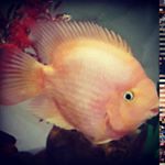 Profile Picture of HUGO PRADO | AQUARISTA (@hugo.prado_aquarista) on Instagram