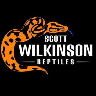 Profile Picture of Scott Wilkinson (@scottwilkinsonreptiles) on Instagram