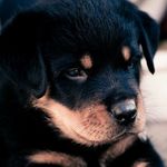 Profile Picture of Julie Embry (@puppy_wuppy006) on Instagram