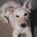 Profile Picture of Cindy Heller (@buddy53) on Pinterest