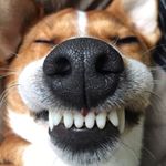 Profile Picture of Ralph (@ralph_the_jack_russell) on Instagram