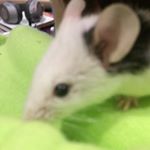 Profile Picture of Andrew Caton (@swimbendy) on Instagram