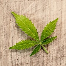 Profile Picture of Herb Utopia (@HerbUtopia) on Twitter