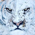 Profile Picture of Brian Mitrikas (@bmitrikas) on Instagram