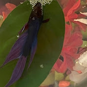 Profile Picture of Brian Moore (@BrianMoore-s5n) on Youtube