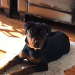 Profile Picture of William Duhamel (@willyduh) on Instagram