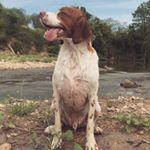 Profile Picture of Beau Jangles (@beauthebrittany) on Instagram