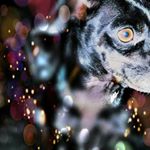 💙Colten James Carter Triplett - Instagram Profile Picture of 💙Colten James Carter Triplett (@colten_thechiwinnie) on Instagram