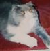 Profile Picture of Elaine A Eisner (@elaine.eisner.3) on Facebook