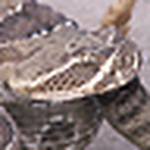 Profile Picture of James Jackson (@jacksonreptiles) on Flickr