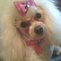 Profile Picture of Tonya Stevenson (@sophia72404) on Pinterest