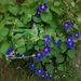 Profile Picture of Sally Lecrone (@plantaholic59) on Pinterest