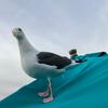 Profile Picture of Pamela Cuthbertson (@pammycubby) on Tiktok