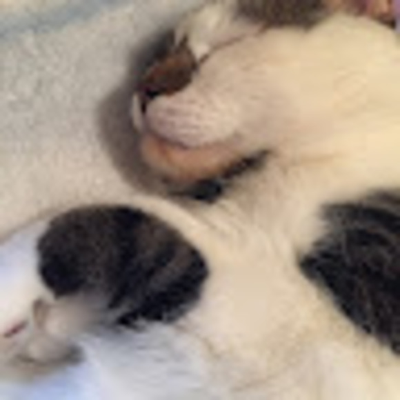 Profile Picture of Elizabeth Obermaier (@kitkat667595) on Poshmark