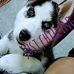 Profile Picture of Coal Fetchik (@coal_the_huskey_) on Instagram