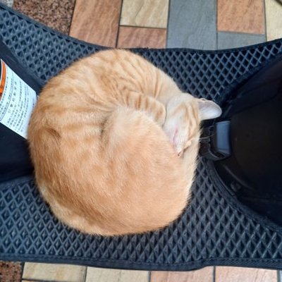 Profile Picture of Sam Hsu (@samhsu45476464) on Twitter