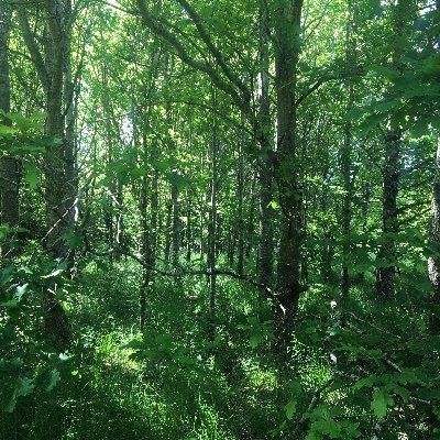 Profile Picture of Vincent Moriarty (@VincentMoriart3) on Twitter