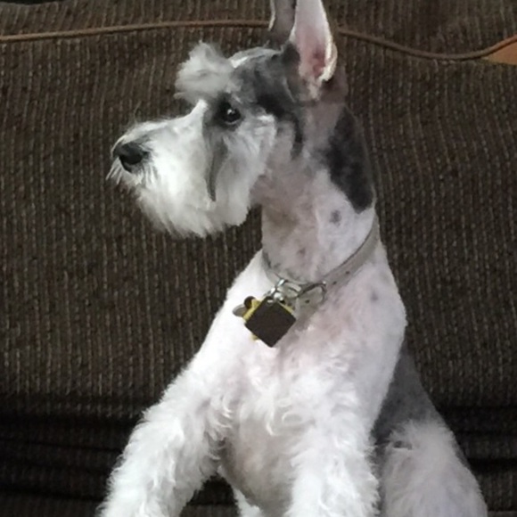 Profile Picture of Roxanne Grecula (@nermie58) on Poshmark