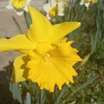 Profile Picture of Michelle (@michelle.renzo.2009) on Instagram