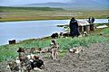 Profile Picture of Chukotka sled dogon Wikipedia