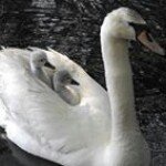 Gabriela Constantinescu - Instagram Profile Picture of Gabriela Constantinescu (@gabriela_constantinescu) on Instagram