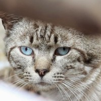 Profile Picture of Marc Catalano (@marc-catalano-2) on Quora