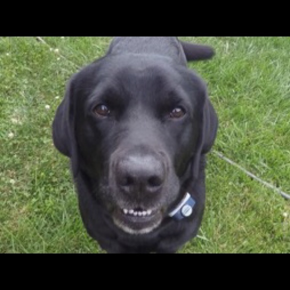 Profile Picture of Linda Bratton (@maxidog) on Poshmark