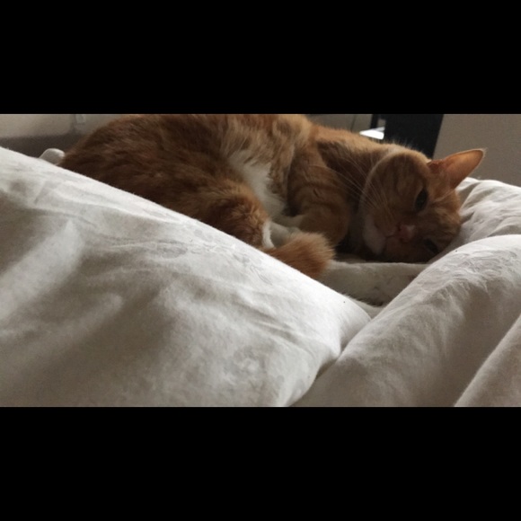 Profile Picture of James Morales (@ericollective) on Poshmark