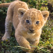 Profile Picture of Eric Cheng (@ericcheng5021) on Youtube