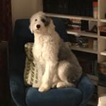 Profile Picture of Jim Hsieh (@old_english_sheepdog83_25) on Instagram