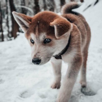 Profile Picture of Mike Marceau (@marceau_mike) on Twitter