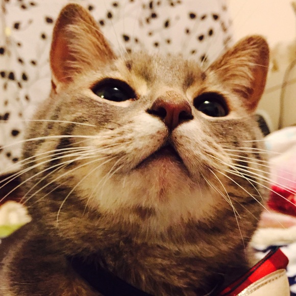 Profile Picture of Xunxiao Zhang (@phoebe109) on Poshmark