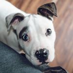 Profile Picture of Vernon Ray & Hubert Dale (@verne.and.hubert) on Instagram