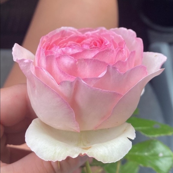 Profile Picture of Tess Chiappone (@tesschiappone) on Poshmark