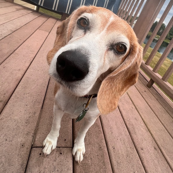 Profile Picture of Greta Delcore (@gretadelcore) on Poshmark