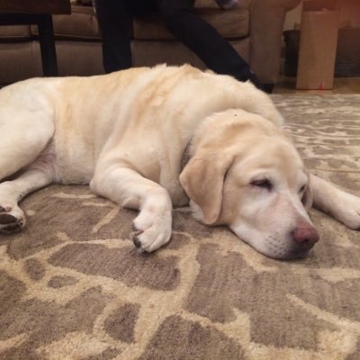 Profile Picture of Andy Cost (@PadreAC) on Twitter