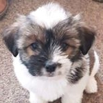 Profile Picture of Boo (@boothejacktzu) on Instagram