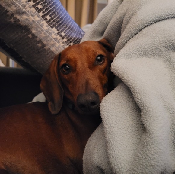 Profile Picture of Bernadette Ijams (@bernadetteijams) on Poshmark