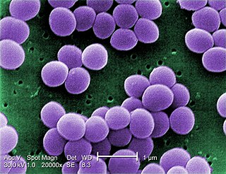 Profile Picture of Staphylococcus aureuson Wikipedia