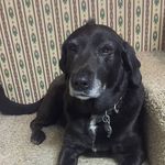 Profile Picture of Paul Savona (@bikeboy448) on Instagram