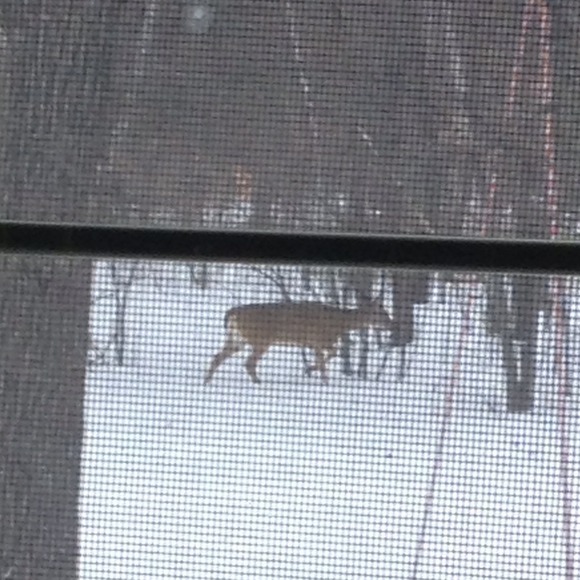 Profile Picture of Sharon Danson (@sd61) on Poshmark