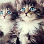 Profile Picture of breylea Addison  Harper (@abby_addison__harper) on Instagram