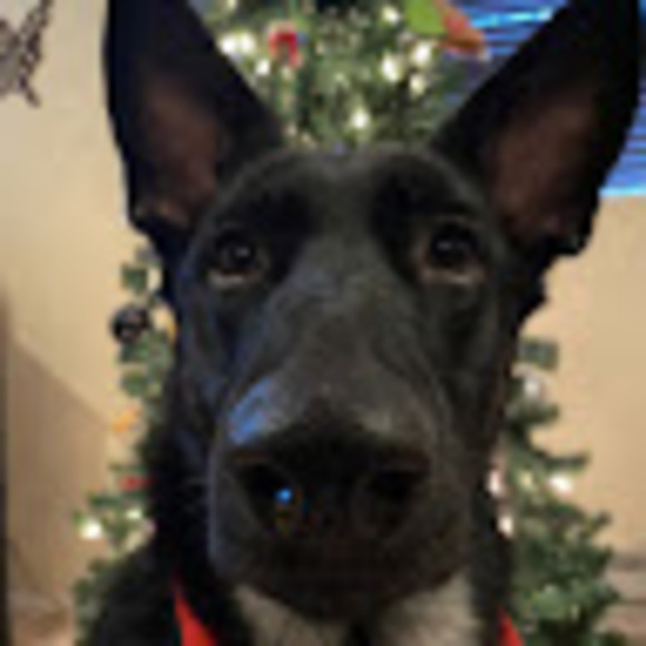 Profile Picture of Kate Halstad (@katemassey2011) on Poshmark