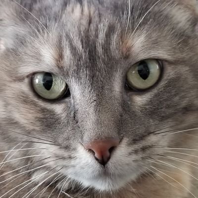 Profile Picture of Ragin' Bohunk (@RandyJonas4) on Twitter