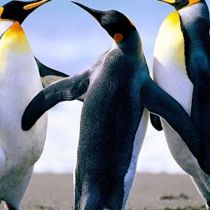 Profile Picture of ralphleoro3 (@ralphleoro3) on Tiktok