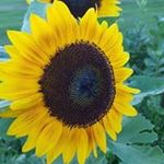 Profile Picture of Tara Wilkin (@wilkintara) on Instagram