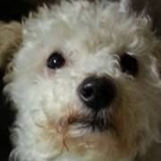 Profile Picture of Paige Malone (@winkybok) on Pinterest