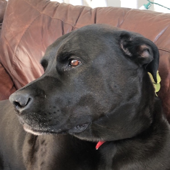 Profile Picture of Dejan Stefanovic (@kide121) on Poshmark