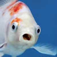 Profile Picture of Nicholas Ritz (@nicholas-ritz-4) on Quora