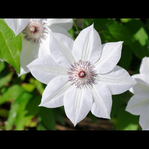 Profile Picture of Emily Baebler (@ebaebler47) on Poshmark